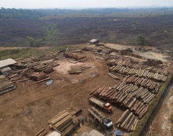 Studie: Amazonskému pralesu hrozí, že bude do roku 2050 nenávratně poškozen