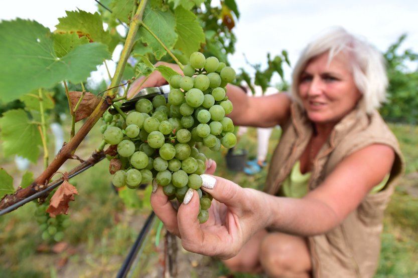 Počasí zpomalilo dozrávání hroznů, burčák bude nejdříve za dva týdny