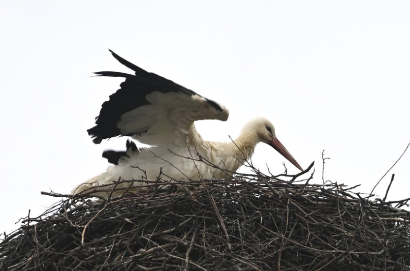 Na Plzeňsko se vrátili první čápi, neletěli ale z Afriky, ale zřejmě z Německa