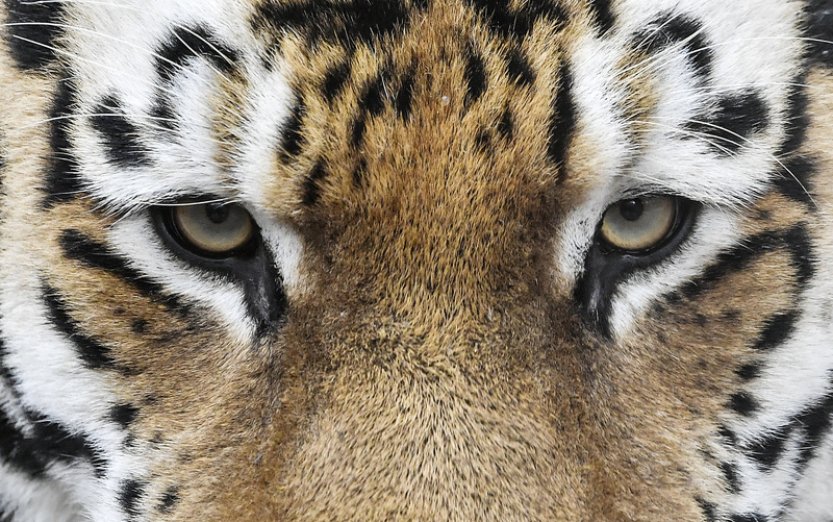 Velké kočky umí rozlišovat známé hlasy od neznámých, zjistila studie