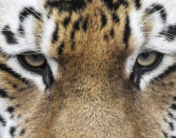 Velké kočky umí rozlišovat známé hlasy od neznámých, zjistila studie