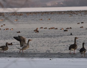 Teplé počasí uspíšilo podle ornitologů přílet prvních ptačích druhů