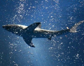 BBC: Může barva plavek přitahovat žraloky?