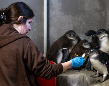 Zoo Dvůr dala pět mláďat tučňáků do tučňáčí školky, učí se žrát z ruky a plavat
