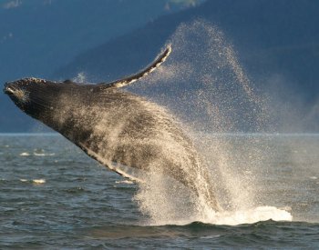 Vědci objasnili původ velrybího zpěvu, dorozumívání kytovců ale ruší lidský hluk