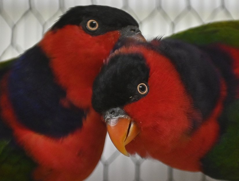 V Hrotovicích je k vidění na 150 druhů okrasných ptáků včetně loriů