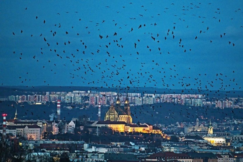 Havrani z Brna už pomalu odlétají za větší zimou, letos o něco dříve