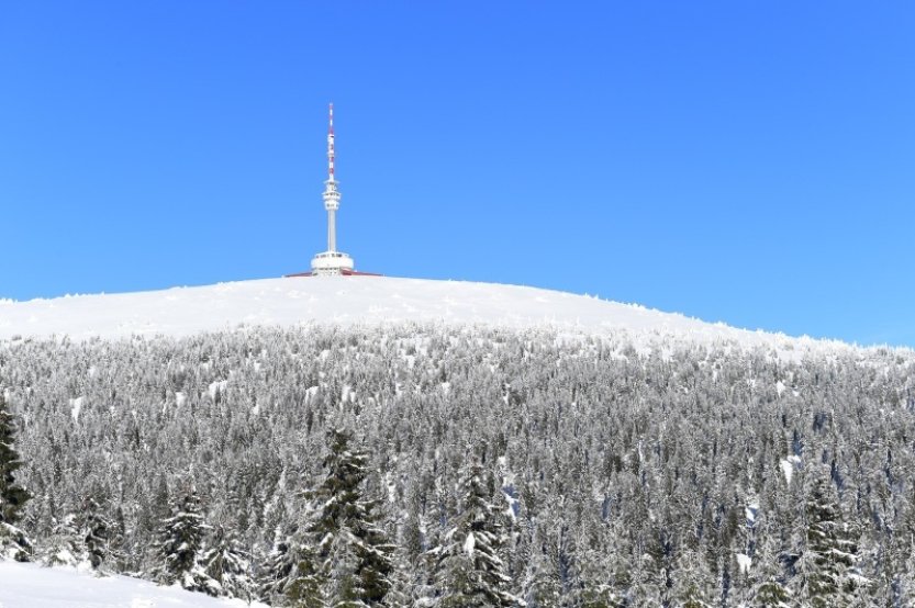 Věk nejstarších stromů na Pradědu a Králickém Sněžníku přesahuje 400 let