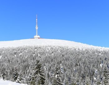 Věk nejstarších stromů na Pradědu a Králickém Sněžníku přesahuje 400 let