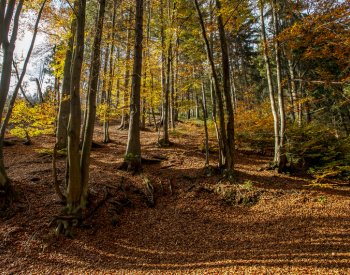 Evropský parlament přijal zmírněná pravidla pro obnovu přírody v EU