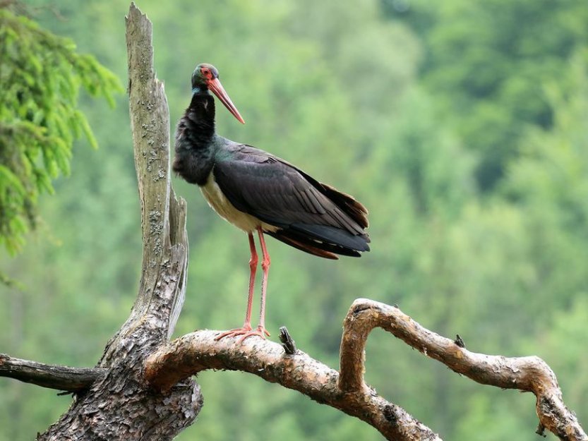 Čápa z Českého Švýcarska poprvé zaznamenali v Africe, uletěl 5000 km
