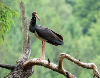 Čápa z Českého Švýcarska poprvé zaznamenali v Africe, uletěl 5000 km