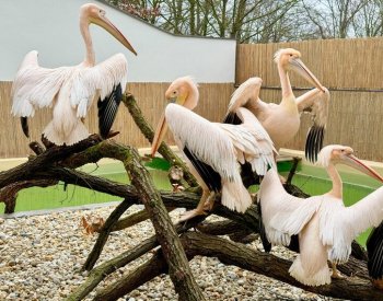 Do brněnské zoologické zahrady se po 30 letech vrátili pelikáni