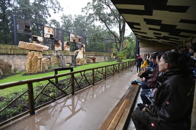 Zlínská zoo otevřela novou voliéru pro supy, lidé uvidí společné krmení