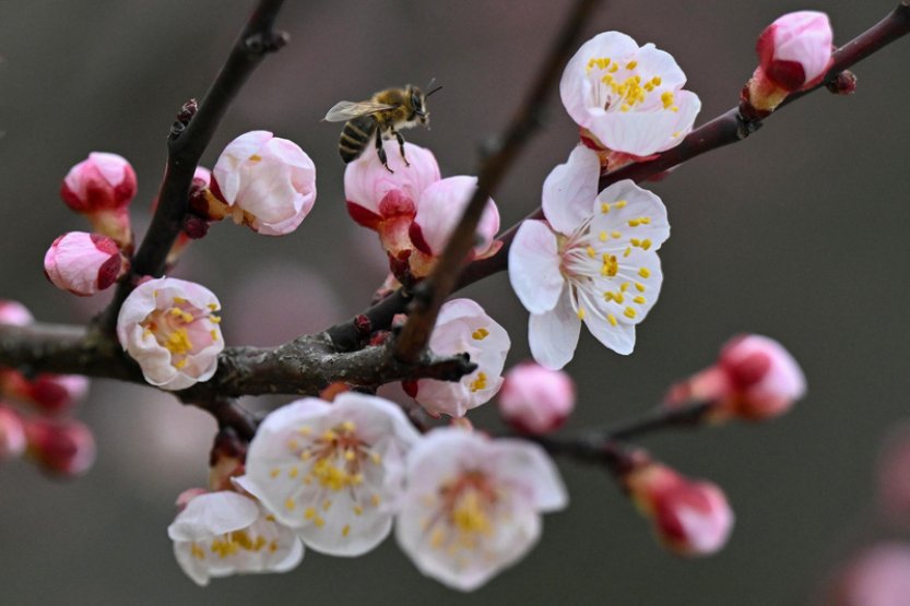 Rané meruňky už jsou kvůli extrémně teplému počasí v plném květu