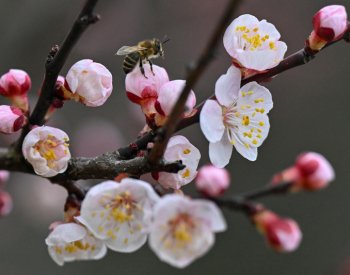 Rané meruňky už jsou kvůli extrémně teplému počasí v plném květu