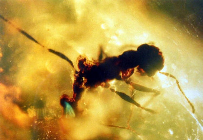 Vědci popsali chování páru termitů před 40 miliony lety, našli je v jantaru