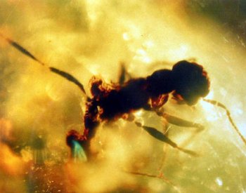 Vědci popsali chování páru termitů před 40 miliony lety, našli je v jantaru