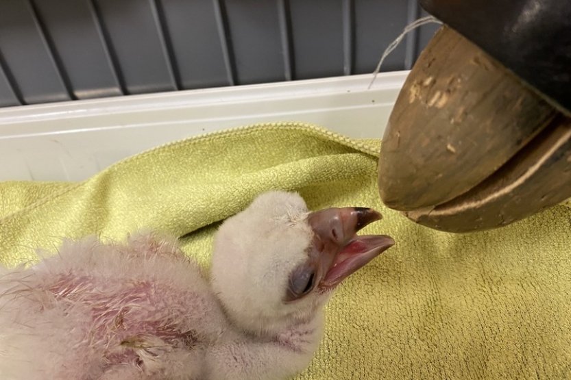 Zlínská zoo jako první v ČR odchovala mládě supa chocholatého