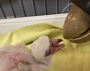 Zlínská zoo jako první v ČR odchovala mládě supa chocholatého