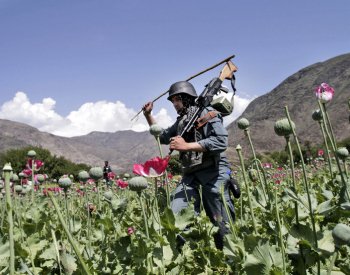 Po zákazu pěstování máku v Afghánistánu roste ve Francii strach z umělých drog