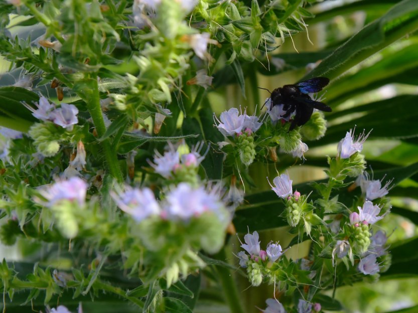 Hmyzem roku 2024 jsou samotářské včely, které jsou upozaděné včelou medonosnou