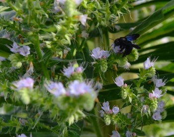Hmyzem roku 2024 jsou samotářské včely, které jsou upozaděné včelou medonosnou