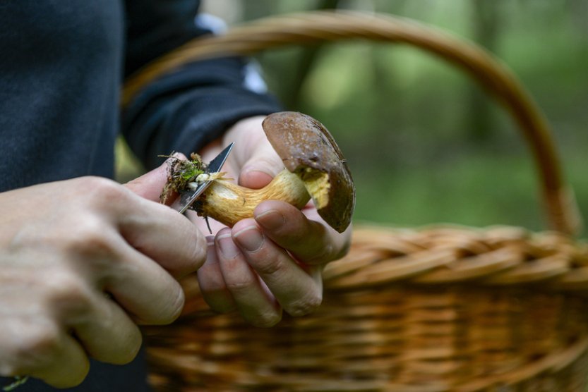 Lidé loni v lesích nasbírali téměř 39.000 tun lesních plodů, nejvíce hub
