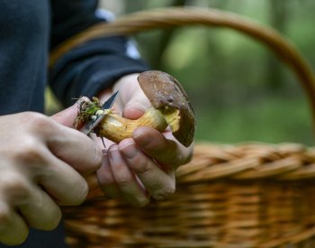 Lidé loni v lesích nasbírali téměř 39.000 tun lesních plodů, nejvíce hub
