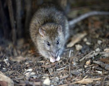 Krysy na policejní stanici v New Orleans sežraly zabavenou marihuanu