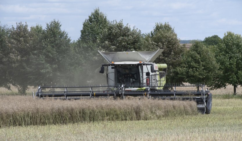 Zemědělci sklidili 45 % ploch obilovin, práce zpomalilo nepříznivé počasí
