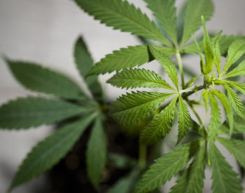 Legalizaci konopí v Německu hrozí krach, spolkové země chystají blokádu