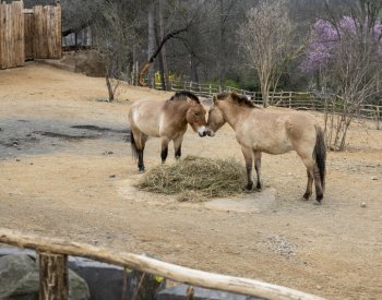Zoo Praha v sobotu otevře novou expozici Gobi pro koně Převalského