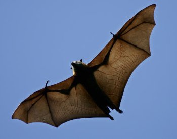 Netopýry ohrožuje proměna prostředí i poptávka po lihovinách, píše The Guardian