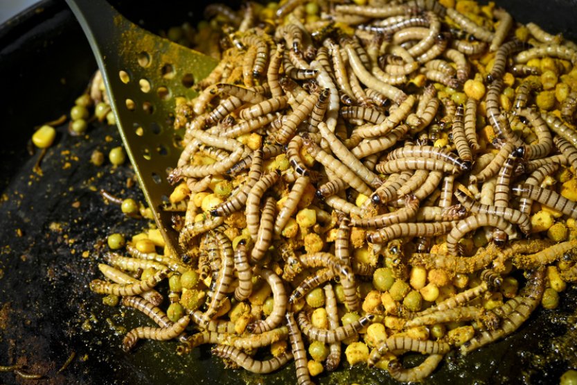Čeští vědci se snaží zvýšit výživovou hodnotu jedlého hmyzu