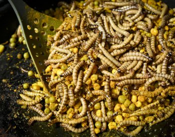 Čeští vědci se snaží zvýšit výživovou hodnotu jedlého hmyzu