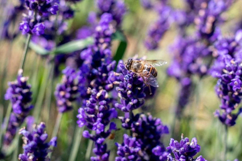 Yahoo! News: Levandulové latté je oblíbené, ale má jeho pití nějaký přínos?