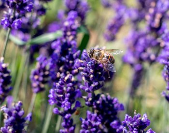 Yahoo! News: Levandulové latté je oblíbené, ale má jeho pití nějaký přínos?