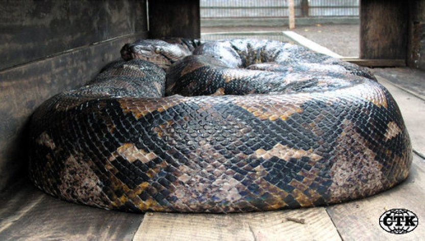 WP: Chcete udržitelnější maso na gril? Zkuste steak ze čtyřmetrové krajty