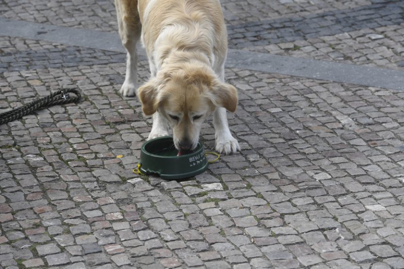 Psi chápou význam podstatných jmen, zjistil nový výzkum