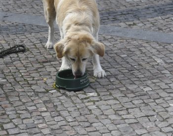 Psi chápou význam podstatných jmen, zjistil nový výzkum