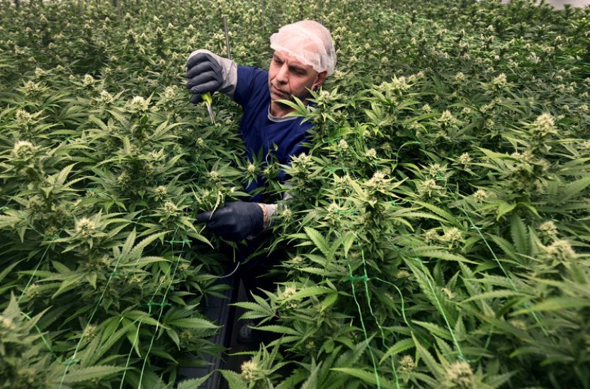 Německo po částečné legalizaci konopí hledá limit omamné látky THC u řidičů