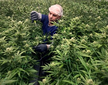 Německo po částečné legalizaci konopí hledá limit omamné látky THC u řidičů