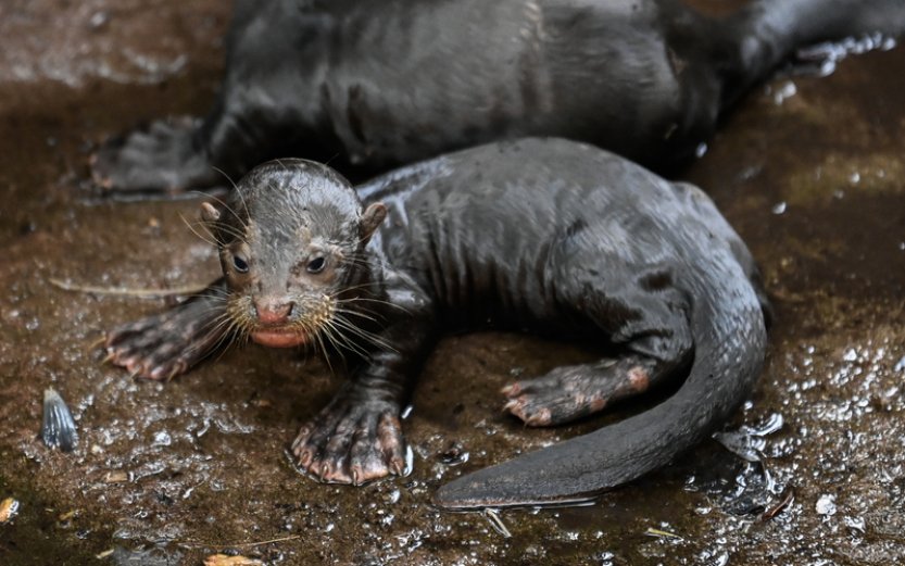 Ve zlínské zoologické zahradě se narodila tři mláďata vyder obrovských