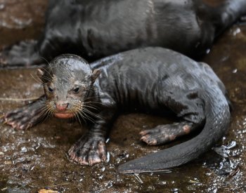 Ve zlínské zoologické zahradě se narodila tři mláďata vyder obrovských