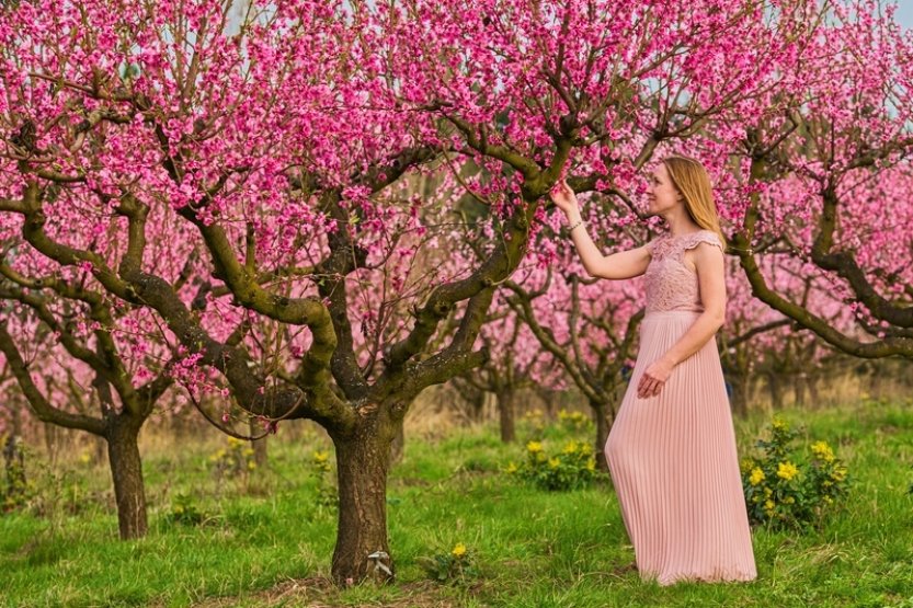 Procházku v rozkvetlém broskvovém sadu v Brně si užily stovky lidí