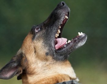 Někteří psi dokáží z lidského dechu poznat stres, tvrdí studie