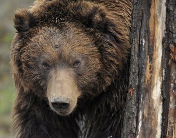 Na Slovensku opět napadl medvěd lidi, muž utrpěl lehká poranění