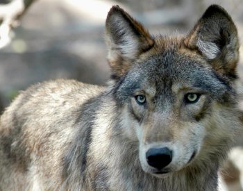 The Guardian: Rostoucí populace kříženců psa a vlka budí obavy napříč Evropou