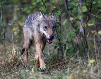 V Orlických horách žije ve dvou přeshraničních smečkách 15 až 20 vlků